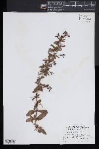 Berberis diaphana image
