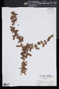 Berberis diaphana image