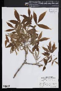 Carya pallida image