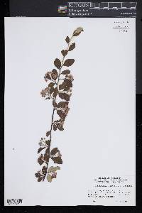 Cotoneaster zabelii image