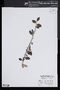 Cotoneaster zabelii image