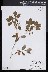 Enkianthus campanulatus image