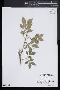 Euonymus alatus image