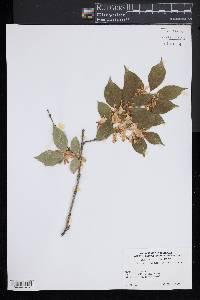 Lonicera maackii image