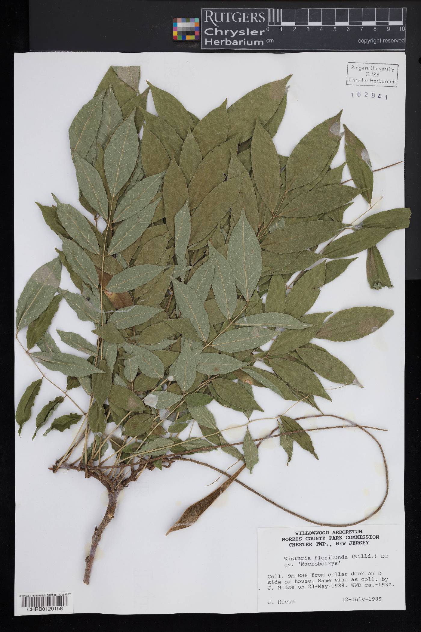 Wisteria floribunda image