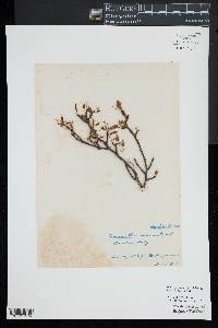 Ilex mucronata image