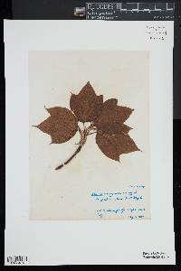 Acer pensylvanicum image