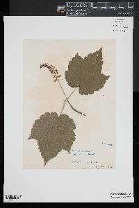 Acer spicatum image