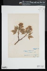 Staphylea trifolia image