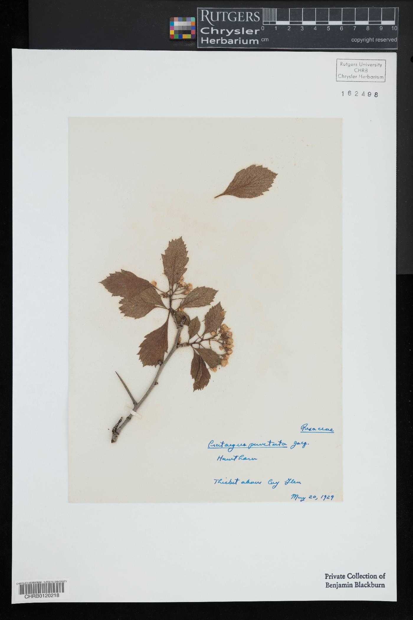 Crataegus punctata image