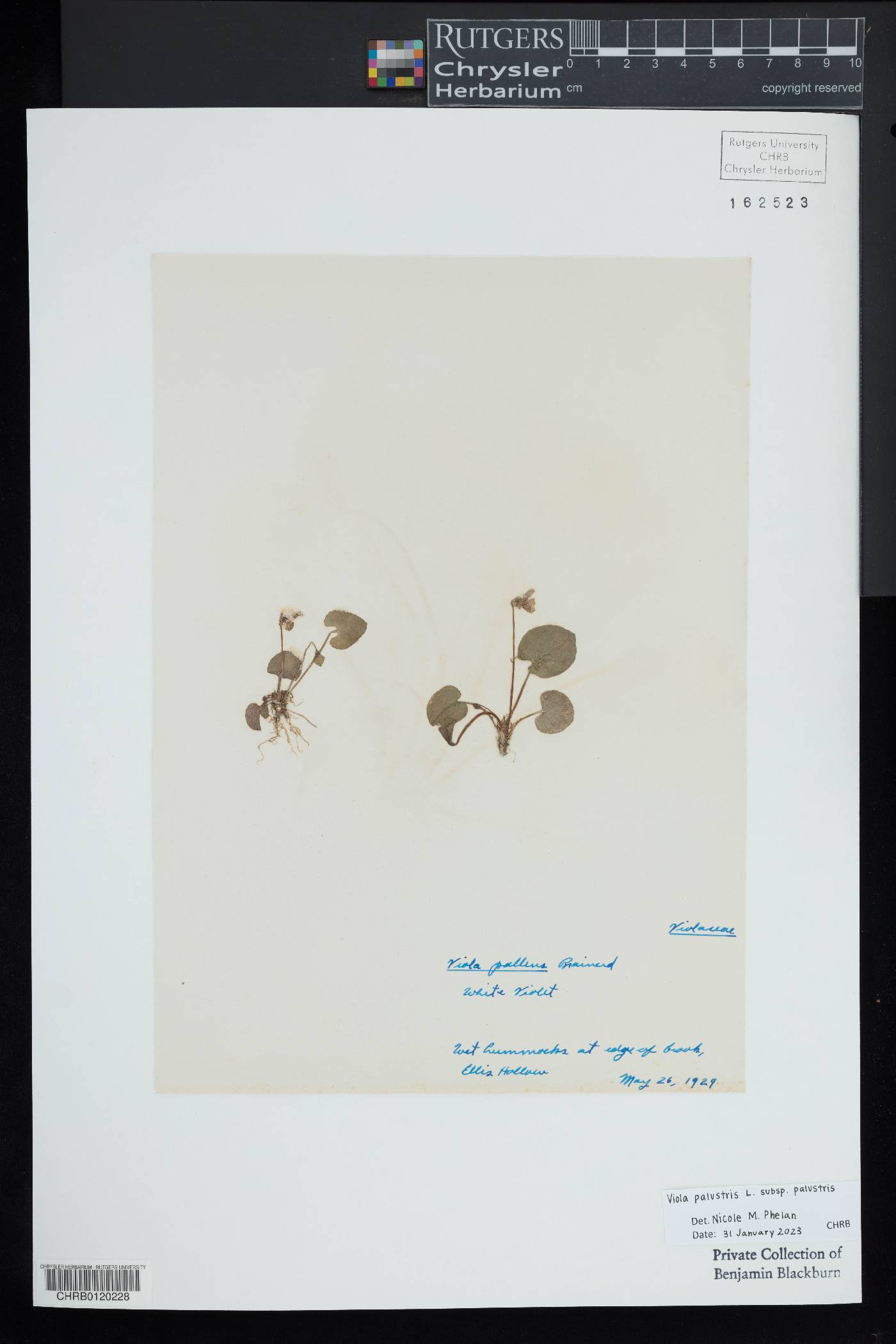 Viola palustris image