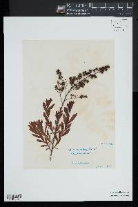 Spiraea alba image