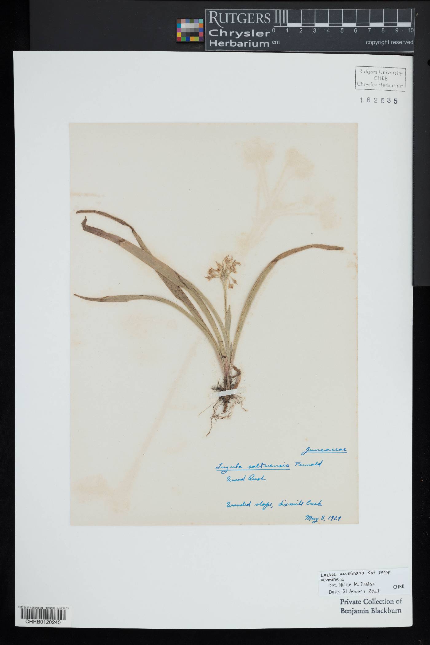 Luzula acuminata subsp. acuminata image