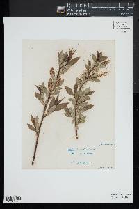 Salix lucida image