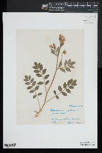 Polemonium reptans image