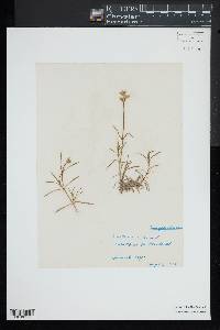 Cerastium arvense image