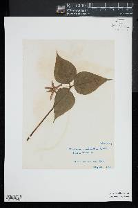 Trillium undulatum image