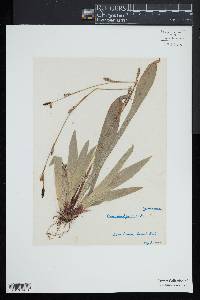 Carex plantaginea image