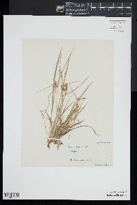 Carex flava image