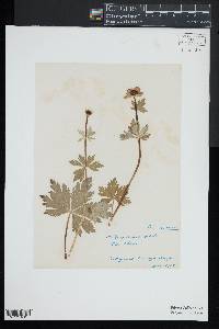 Trollius laxus image