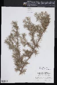 Juniperus komarovii image