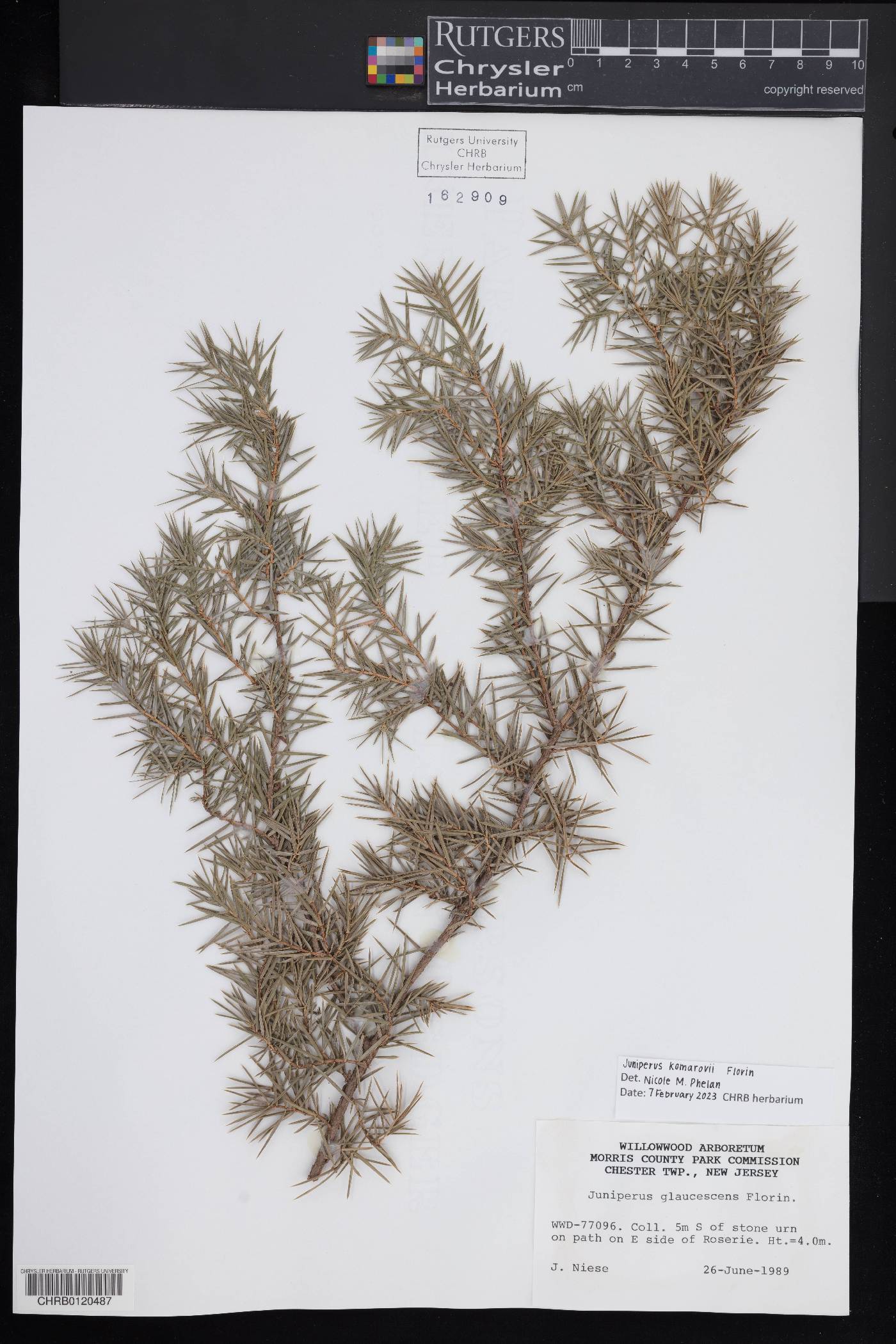 Juniperus komarovii image