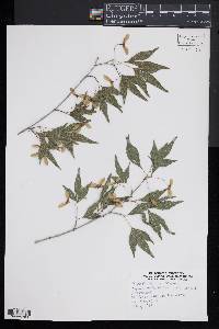 Acer palmatum image