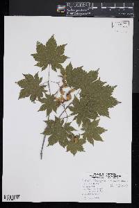 Acer pseudosieboldianum image