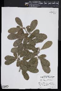 Magnolia stellata image