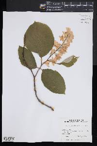 Styrax obassia image