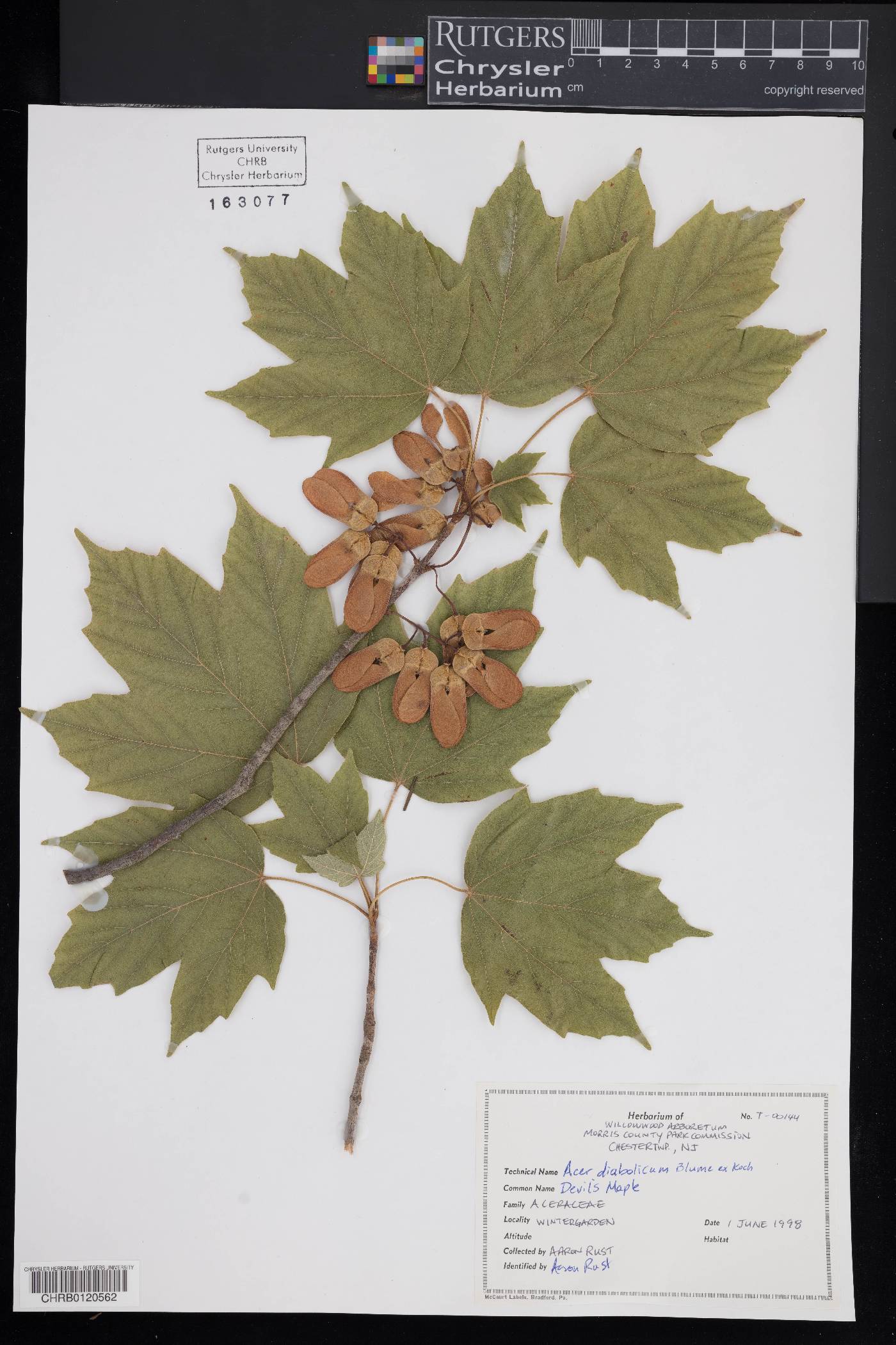 Acer diabolicum image