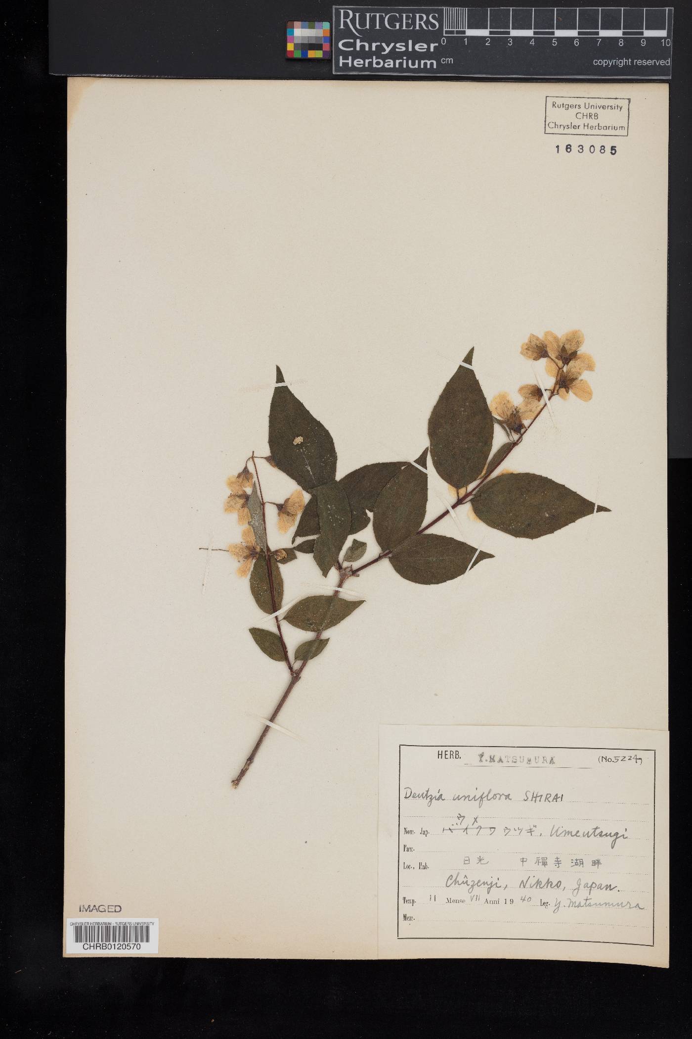 Deutzia uniflora image