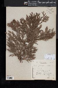 Thuja standishii image
