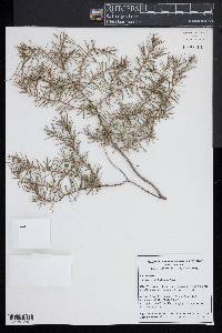 Juniperus rigida image