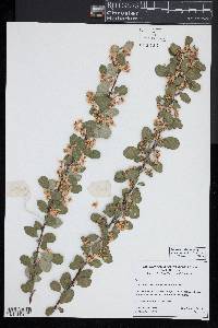 Cotoneaster sylvestrii image