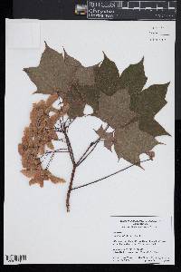 Acer platanoides image