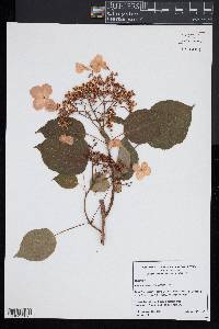 Hydrangea petiolaris image
