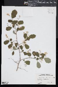 Symplocos paniculata image