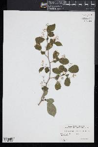 Symplocos paniculata image