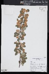Cotoneaster sylvestrii image
