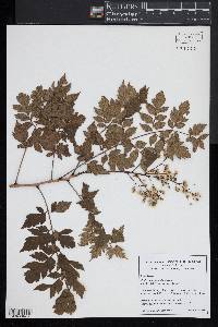 Koelreuteria paniculata image