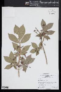 Euonymus alatus image