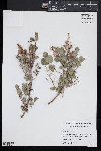 Syringa pubescens image