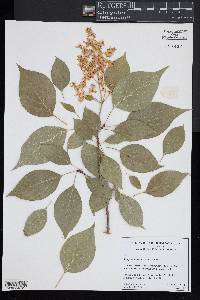Syringa reticulata image