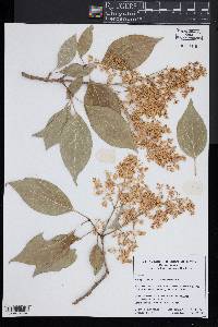 Syringa reticulata subsp. amurensis image