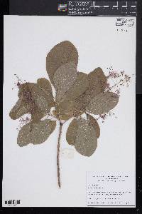 Cotinus obovatus image