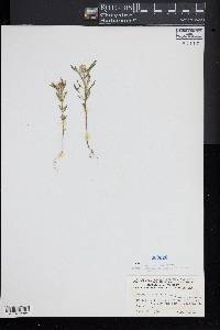 Polygala cruciata image