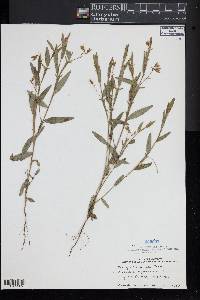 Crotalaria sagittalis image