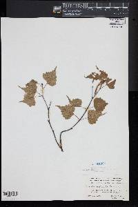 Betula populifolia image