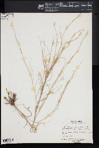 Muhlenbergia cuspidata image